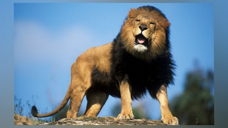 মিরপুর চিড়িয়াখানার খাঁচা থেকে পালিয়েছে সিংহ